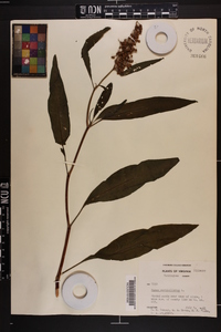 Rumex verticillatus image