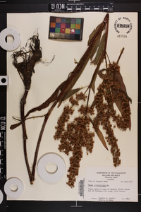 Rumex verticillatus image