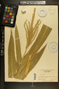 Zea mays image