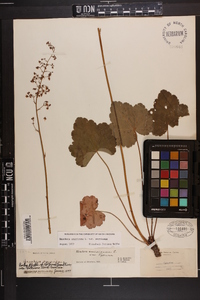 Heuchera americana var. americana image