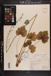 Heuchera americana var. americana image