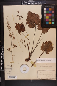 Heuchera americana image