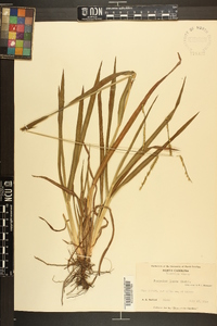 Paspalum laeve image