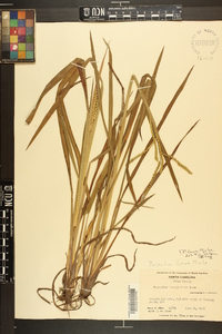 Paspalum laeve image