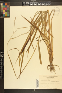 Paspalum laeve image