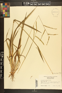 Paspalum laeve image