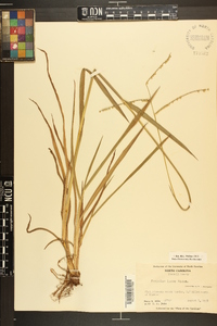 Paspalum laeve image