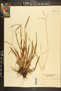 Paspalum laeve image