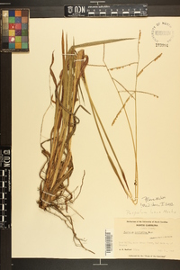 Paspalum laeve image