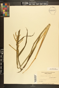 Paspalum laeve image