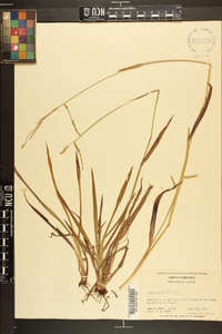 Paspalum laeve image