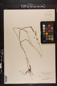 Bromus secalinus image