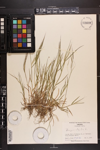 Bromus sterilis image