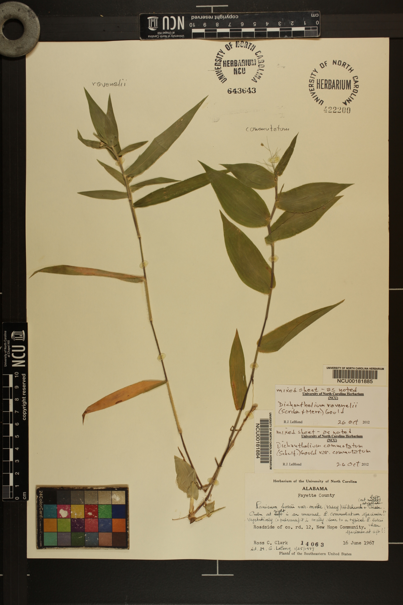 Panicum commutatum var. commutatum image