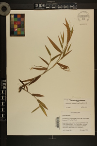 Dichanthelium scoparium image