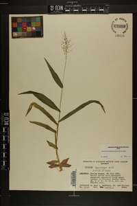 Dichanthelium sphaerocarpon var. sphaerocarpon image