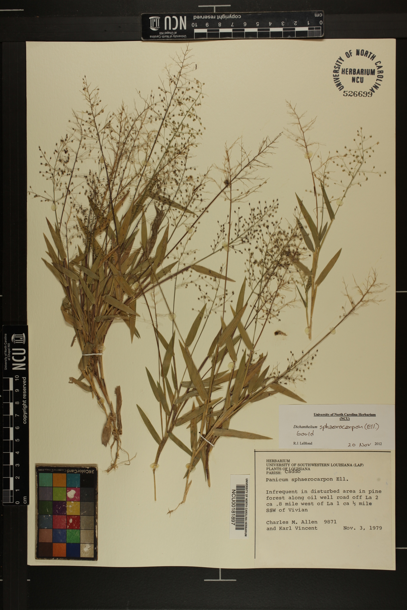Dichanthelium sphaerocarpon image