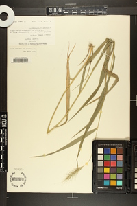 Elymus riparius image