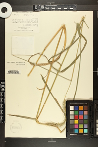 Elymus riparius image