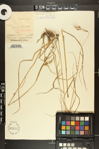 Elymus riparius image