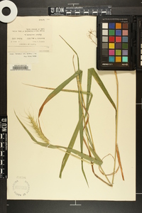 Elymus riparius image