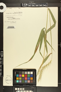 Elymus riparius image