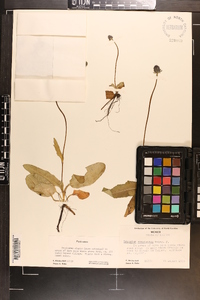 Image of Eryngium bonplandii