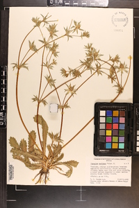 Eryngium carlinae image