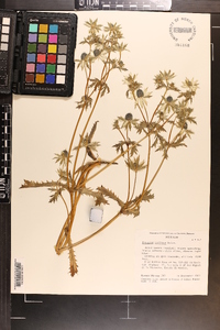 Eryngium carlinae image