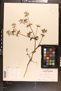 Eryngium carlinae image