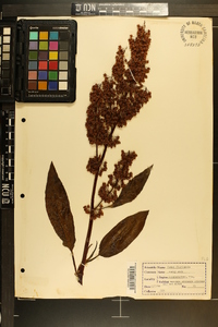 Rumex floridanus image