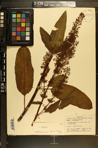 Rumex floridanus image