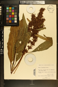 Rumex floridanus image