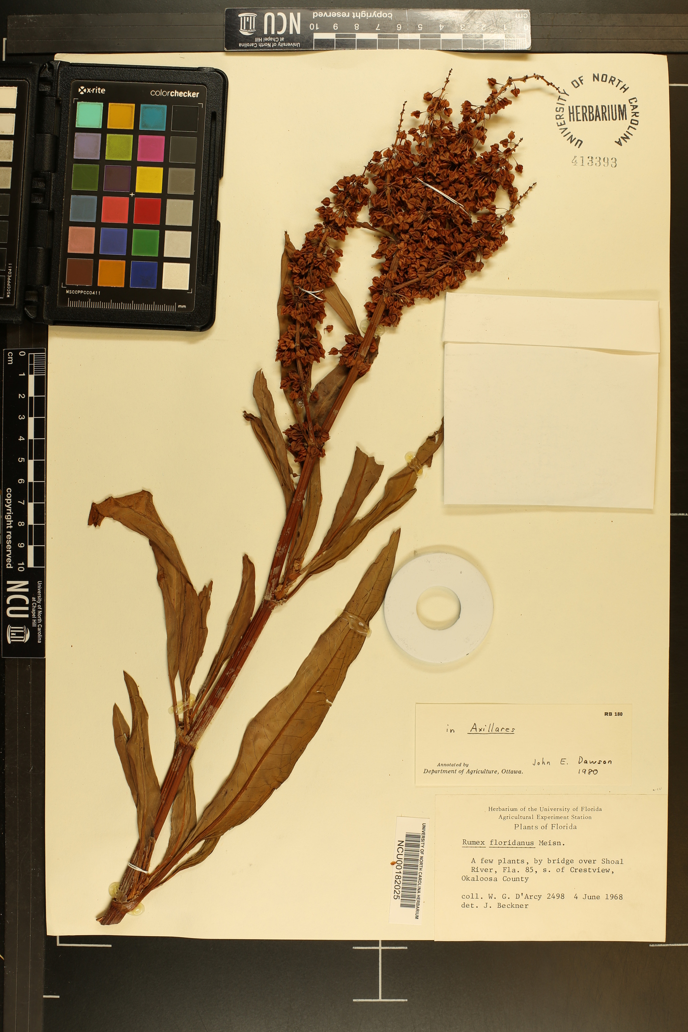 Rumex floridanus image