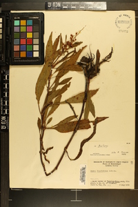 Rumex floridanus image