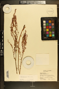 Rumex hastatulus image