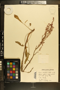 Rumex hastatulus image