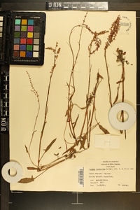 Rumex hastatulus image