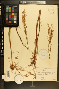 Rumex hastatulus image