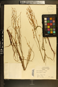 Rumex hastatulus image