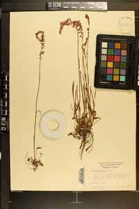 Rumex hastatulus image