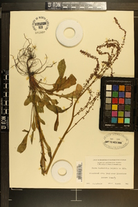 Rumex hastatulus image