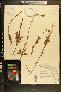 Rumex hastatulus image