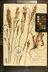 Rumex hastatulus image