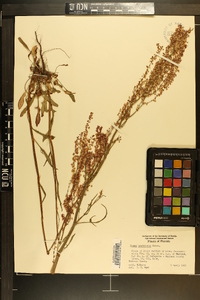 Rumex hastatulus image
