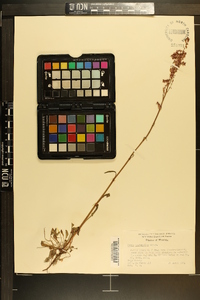 Rumex hastatulus image