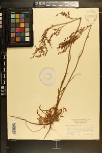 Rumex hastatulus image