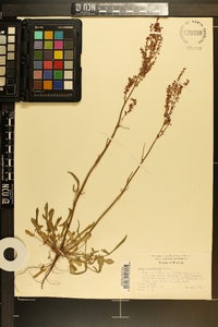 Rumex hastatulus image