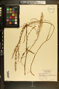 Rumex hastatulus image