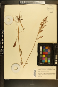 Rumex hastatulus image